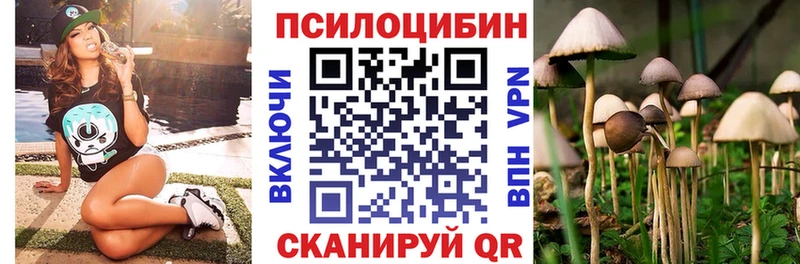 сколько стоит  Балей  Псилоцибиновые грибы Psilocybe 